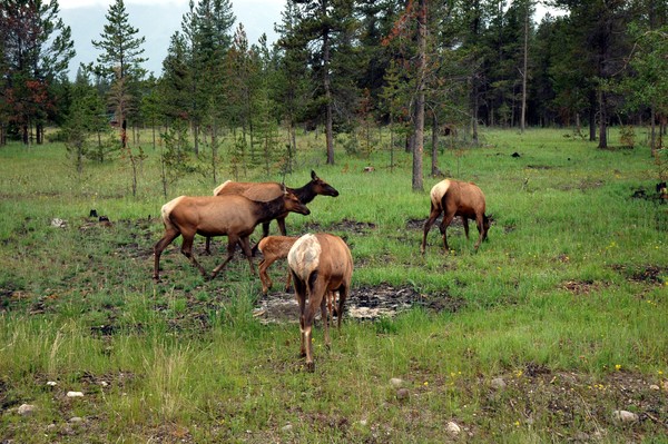 Elks
